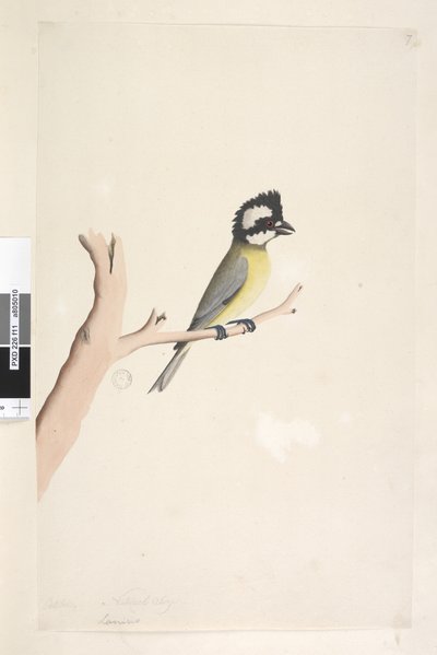 Sayfa 11. Lanius. farklı el Ekim ayında yukarıdaki başlık. Doğal boy Tepeli Örümcek Kuşu, Tit Falcunculus frontatus, 1791-92 by Unknown artist