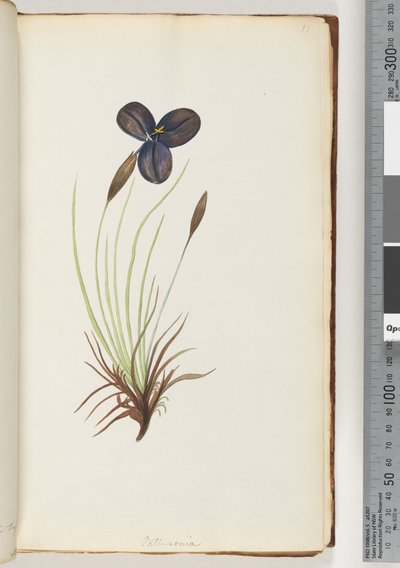 Sayfa 11. Pattersonia by Unknown artist