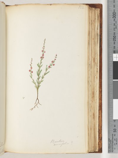 Sayfa 122. Baeckea densifolia, muhtemelen by Unknown artist
