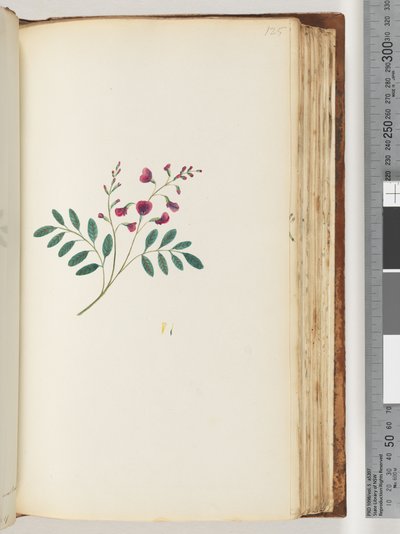 Sayfa 125. Tanımlanamayan bitki by Unknown artist