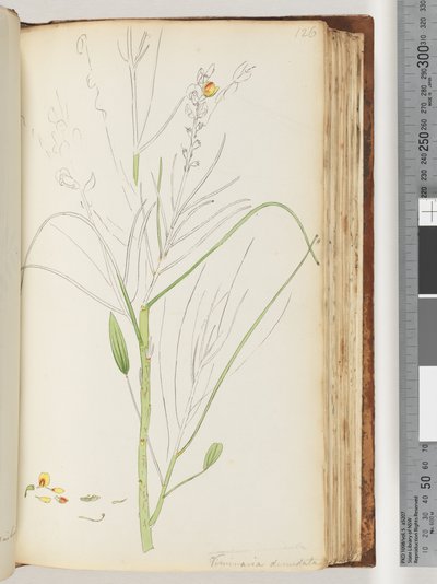 Sayfa 126. Viminaria denudata
