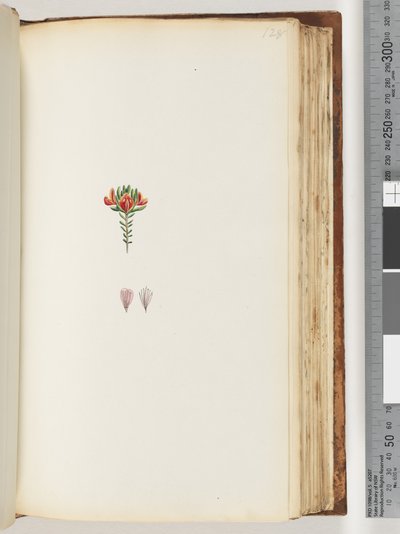 Sayfa 128. Tanımlanamayan bitki by Unknown artist