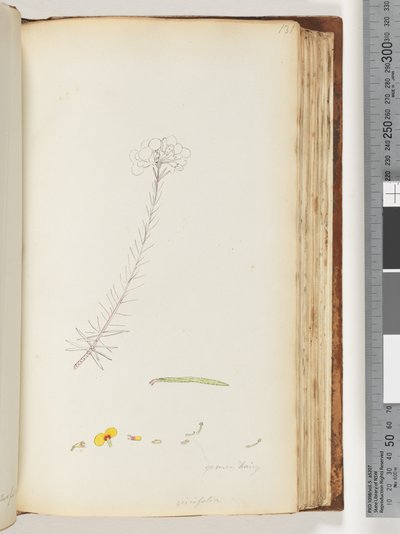Sayfa 131. Germen tüylü / Ericifolia bitmemiş çizim by Unknown artist