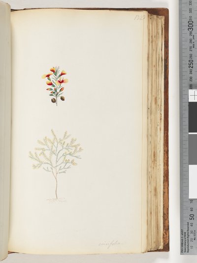 Sayfa 132. Ericifolia by Unknown artist