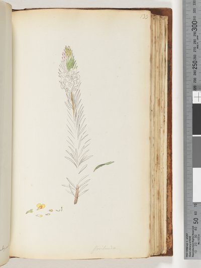 Sayfa 133. Floribunda bitmemiş çizim by Unknown artist