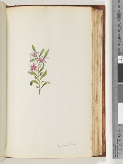 Sayfa 135. Eriostemon by Unknown artist