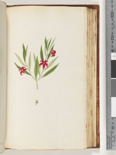 Sayfa 136. Tanımlanamayan bitki by Unknown artist