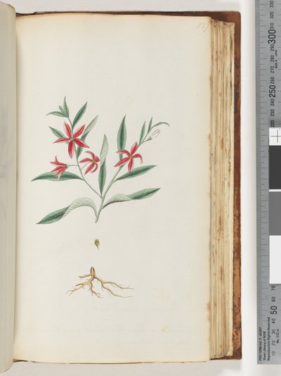 Sayfa 137. Tanımlanamayan bitki by Unknown artist