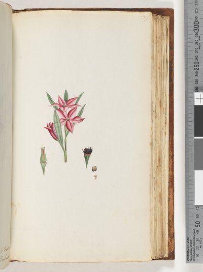 Sayfa 139. Adsız çiçekli bitki by Unknown artist