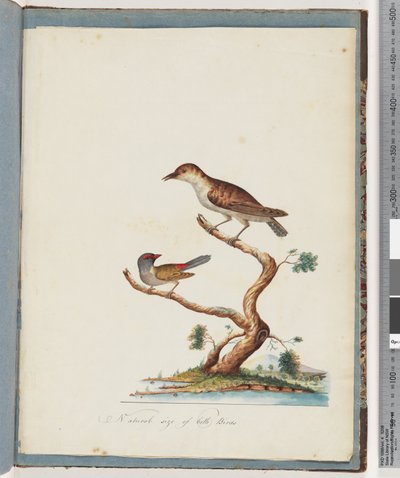 Sayfa 140. 1. Tanımlanamayan Kuş. 2. Kızıl kaşlı Finch by Unknown artist