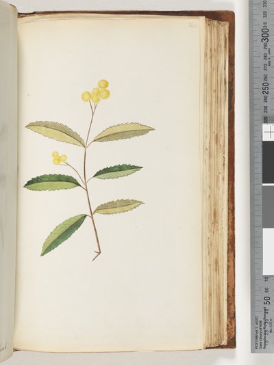 Sayfa 140. Tanımlanamayan çiçek, Ekim 1794 by Unknown artist