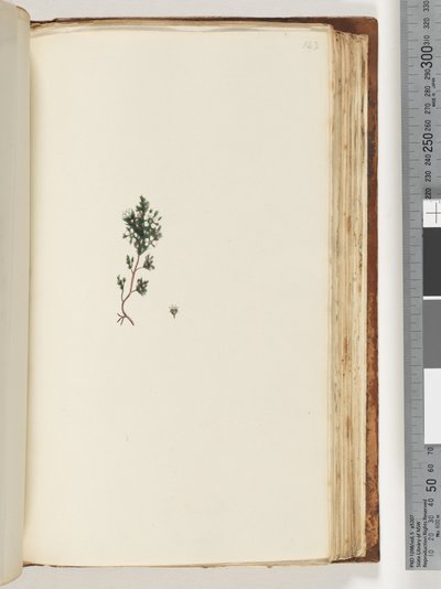 Sayfa 143. Tanımlanamayan bitki by Unknown artist