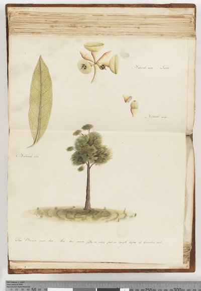 Sayfa 148. Kahverengi Sakız Ağacı by Unknown artist