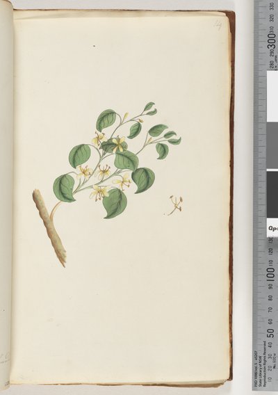 Sayfa 14. Tanımlanamayan bitki by Unknown artist