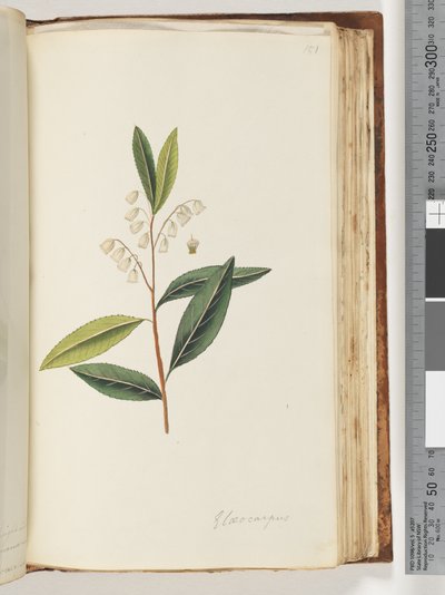 Sayfa 151. Elaeocarpus by Unknown artist