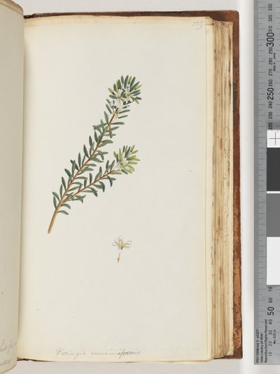 Sayfa 159. Westringea rosmariniformis by Unknown artist