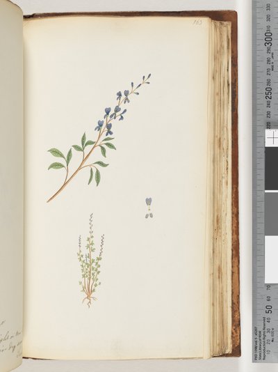 Sayfa 163. Tanımlanamayan bitki by Unknown artist