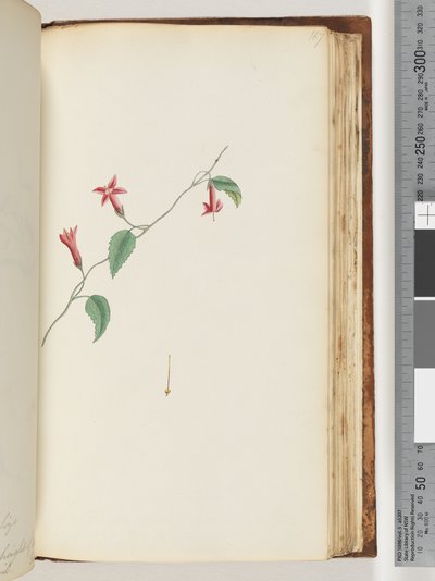 Sayfa 167. Tanımlanamayan bitki by Unknown