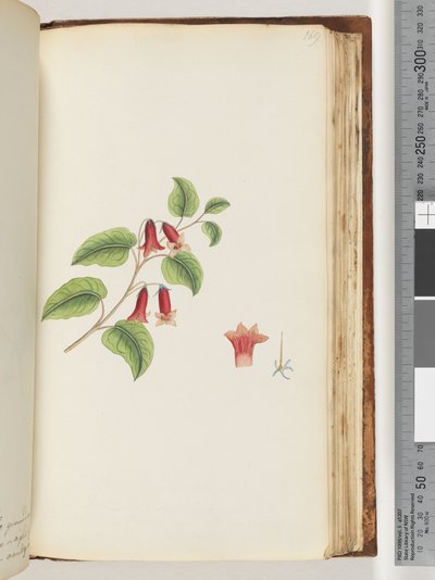 Sayfa 169. İsimsiz Çiçekli Bitki by Unknown artist