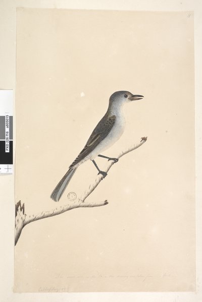 Sayfa 16. Farklı elde alt kenar boyunca Ceblephyris Çizimin alındığı Kuş ile aynı boyutta. Nisan Gri Örümcek Pamukçuk Colluricincla armonika, 1791-92 by Unknown artist
