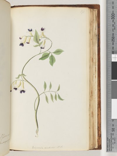 Sayfa 171. Bignonia australis H.K. by Unknown artist