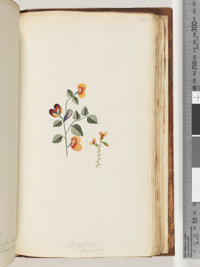 Sayfa 180. Platylobium formosum / Yakışıklı Düz ​​bezelye by Unknown artist