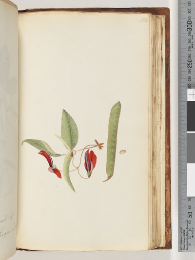 Sayfa 184. Creepers veya Woodbines by Unknown artist