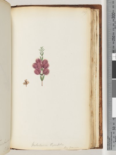 Sayfa 189. Melaleuca thymifolia. Lin: Transac by Unknown artist