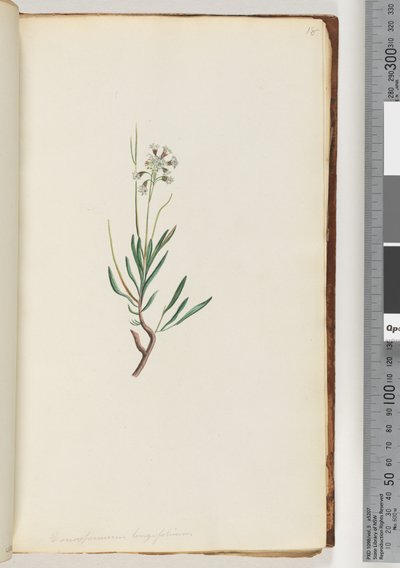 Sayfa 18. Conospermum longifolium Uzun, yaprak Koni Tohumları by Unknown artist
