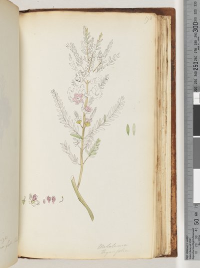 Sayfa 190. Melaleuca thymifolia / Kekik Balı, mersin by Unknown artist