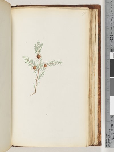 Sayfa 191. Tanımlanamayan bitki by Unknown