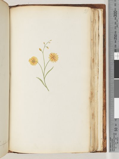 Sayfa 197. Tanımlanamayan bitki by Unknown