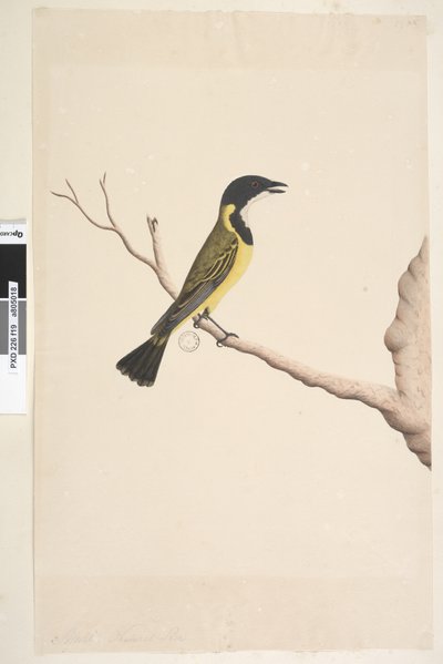 Sayfa 19. Nisan. Doğal boy Golden Whistler Pachycephala pektoralis, erkek, 1791-92 by Unknown artist