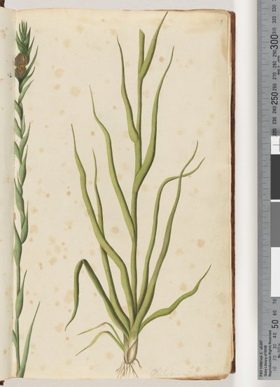 Sayfa 1. Philydrum lanuginosum by Unknown artist