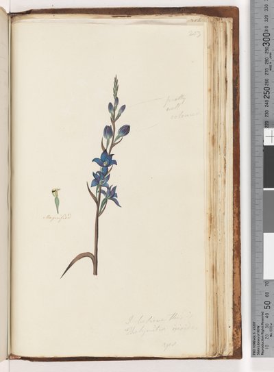 Sayfa 203. Bunun Thelymitra ixioides / Spotted Sun Orchid olduğuna inanıyorum by Unknown