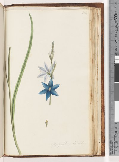 Sayfa 204. Thelymitra ixiodes / Benekli Güneş Orkidesi by Unknown artist