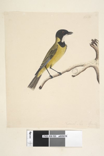 Sayfa 20. Doğal boyut. Nisan Golden Whistler Pachycephala pektoralis, erkek, 1791-92 by Unknown artist