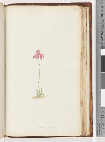Sayfa 212. Caladenia sp by Unknown artist