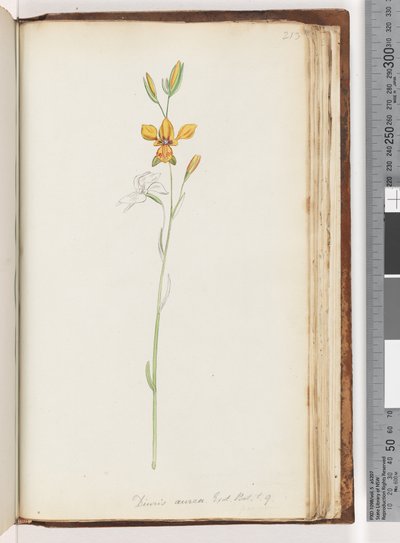 Sayfa 213. Diuris aurea. Egzoz. Bot. T. 9. Altın Eşek Orkide by Unknown artist