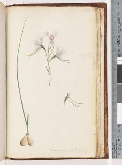 Sayfa 214. Diuris elongata Saracty? Mor Eşek Orkide by Unknown