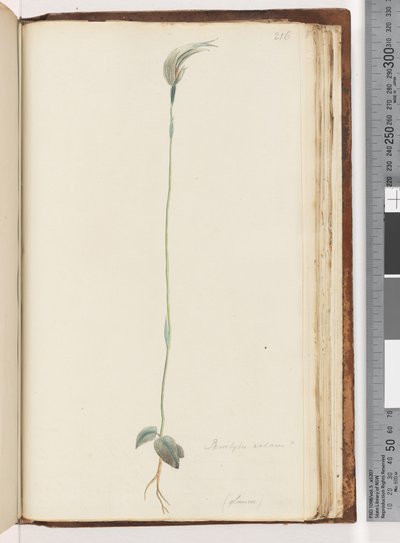 Sayfa 216. Pterostylis nutans? / by Unknown artist
