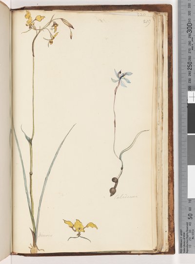 Sayfa 219. Caladenia / Diuris iki bitki by Unknown artist