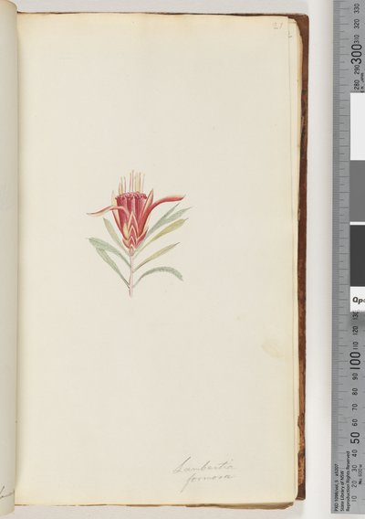 Sayfa 21. Lambertia formosa / Dağ Şeytanı by Unknown artist