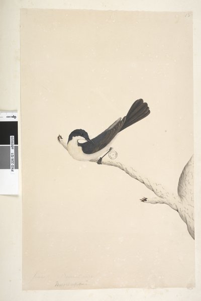 Sayfa 21. Musciopa. farklı el Haziran ayında yukarıdaki başlık. Doğal boyut Huzursuz Sinekkapan Myiagra inquieta Seisura inquieta, 1791-92 by Unknown artist