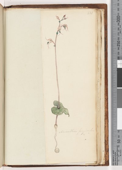 Sayfa 221. Acianthus fornicatus Br Pixie Caps by Unknown artist