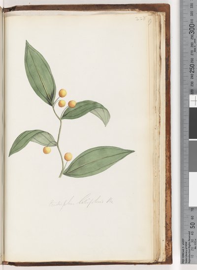 Sayfa 228. Eustrephus latifolius Br. vombat meyvesi by Unknown artist