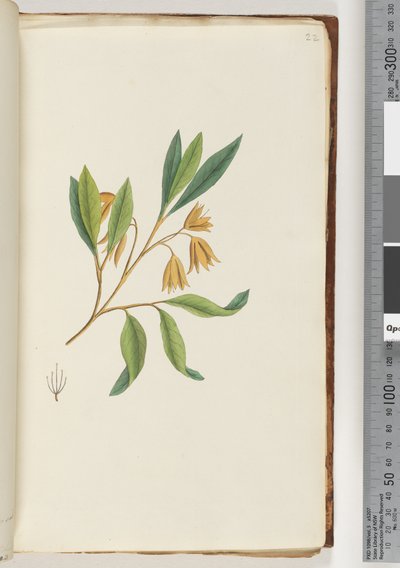 Sayfa 22. Tanımlanamayan bitki by Unknown artist