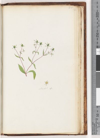 Sayfa 231. Madia sp by Unknown artist