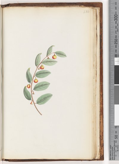 Sayfa 232. Tanımlanamayan bitki by Unknown artist
