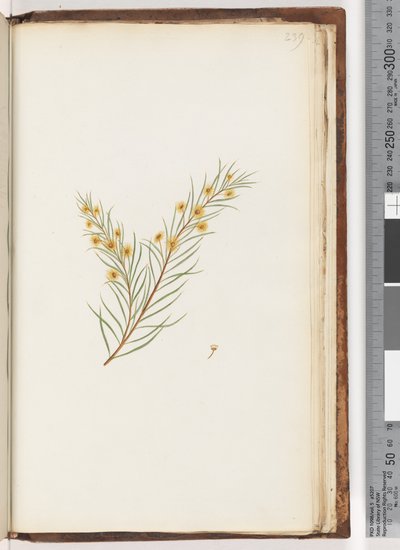 Sayfa 239. Tanımlanamayan bitki by Unknown artist